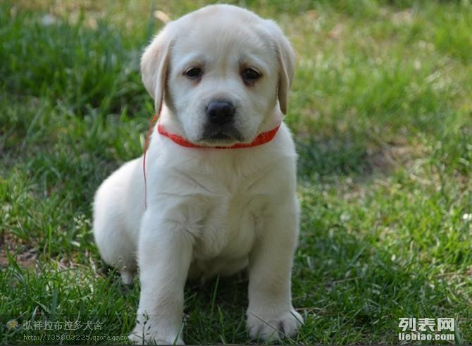 最新涼山小獵犬出售，品質(zhì)之選及飼養(yǎng)須知