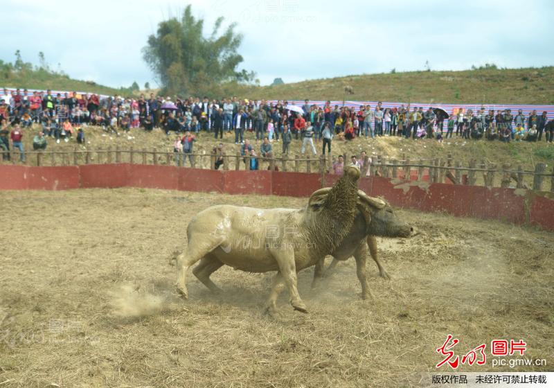 廣西牛王比賽視頻，傳統(tǒng)與現(xiàn)代的激情碰撞，最新賽事一覽