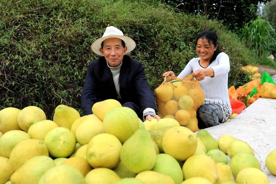 柚寶寶孕育APP下載最新，開啟生命之旅的孕育之旅