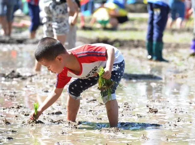 石家莊雞蛋最新報價動態(tài)、分析與預(yù)測